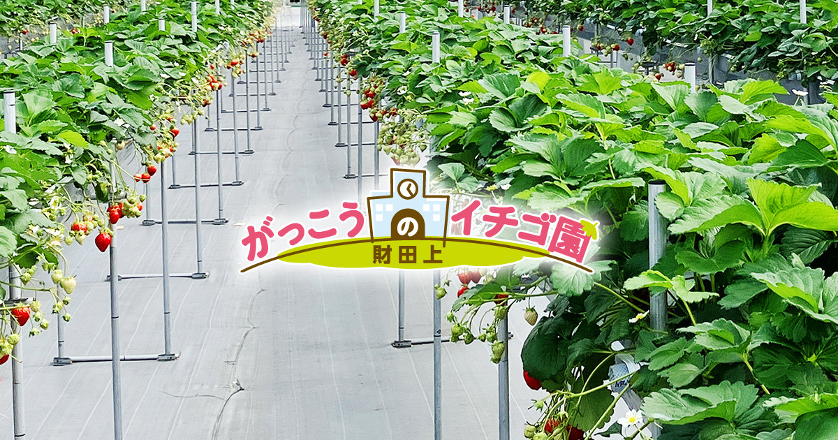 がっこうのイチゴ園 財田上